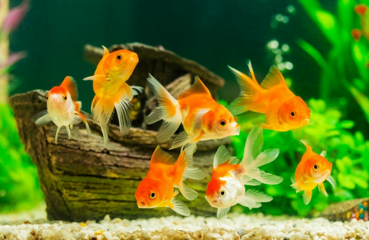 distributeur-nourriture-poisson-aquarium